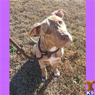 american pit bull puppy posted by Lynsey Tyndall